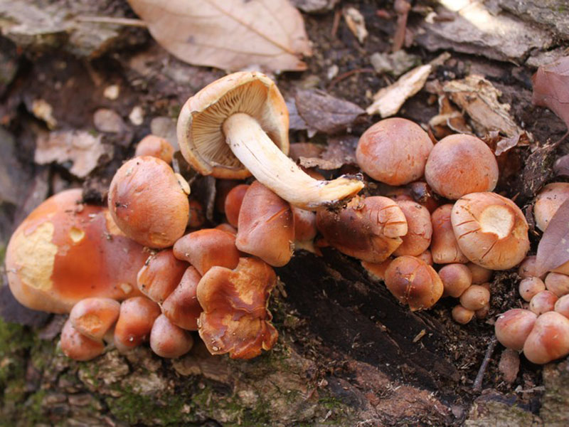 Vals rood baksteenrood