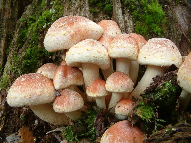 Falske murstein røde honning agaric