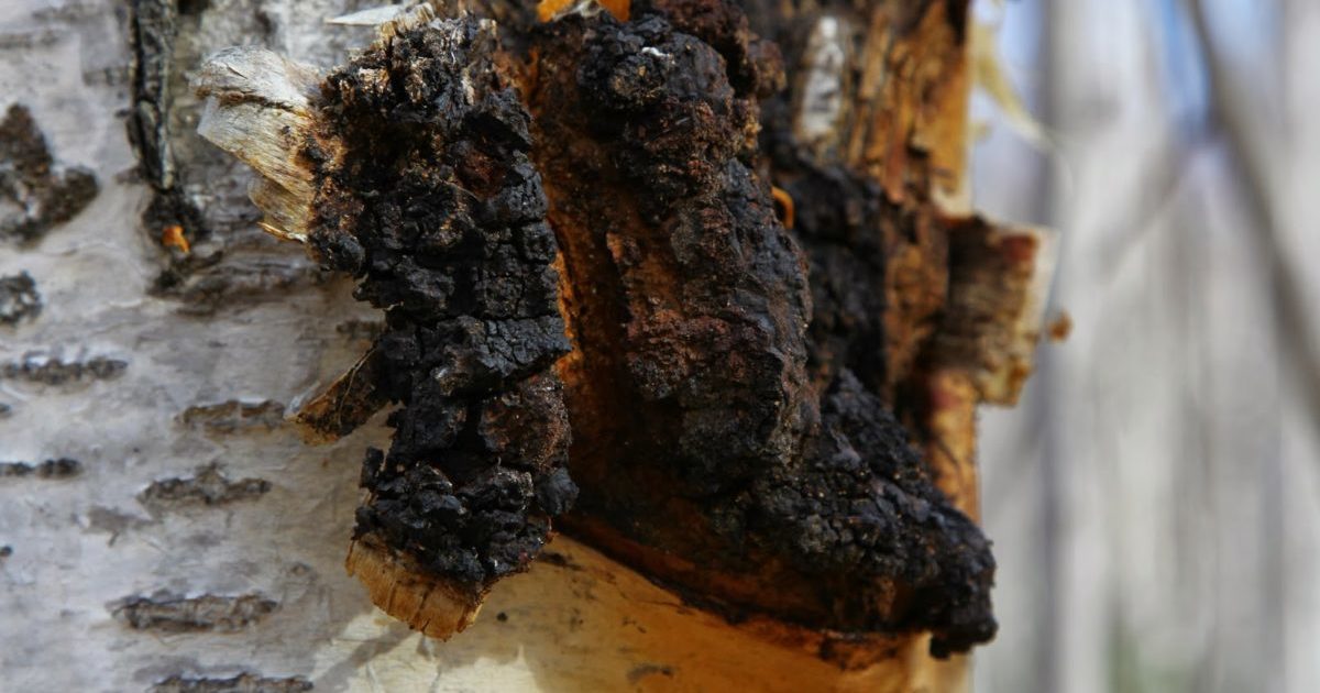 Chaga