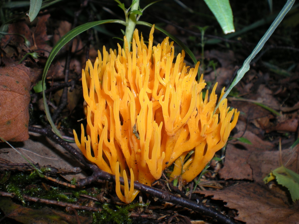 Kalocera plakkerig