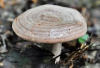 Lactarius flexuosus