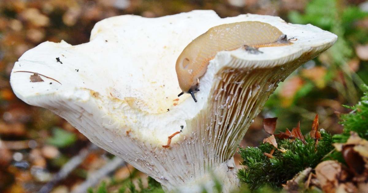 Lactifluus vellereus