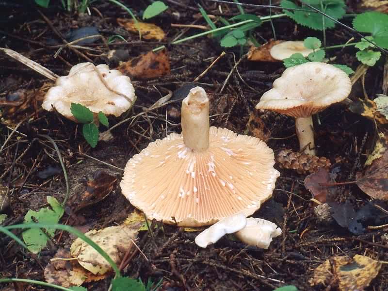 Serushka Lactarius flexuosus