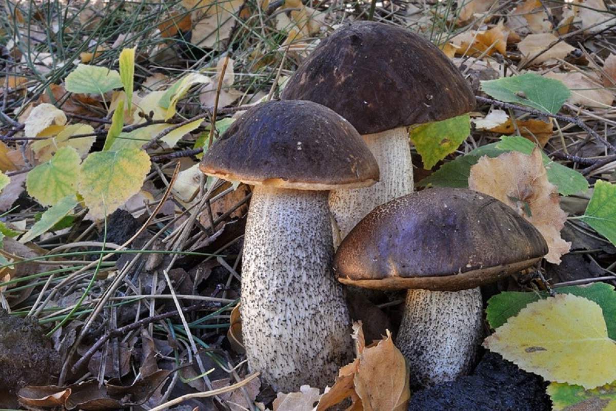 Zwarte boletus