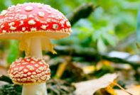 Fly agaric