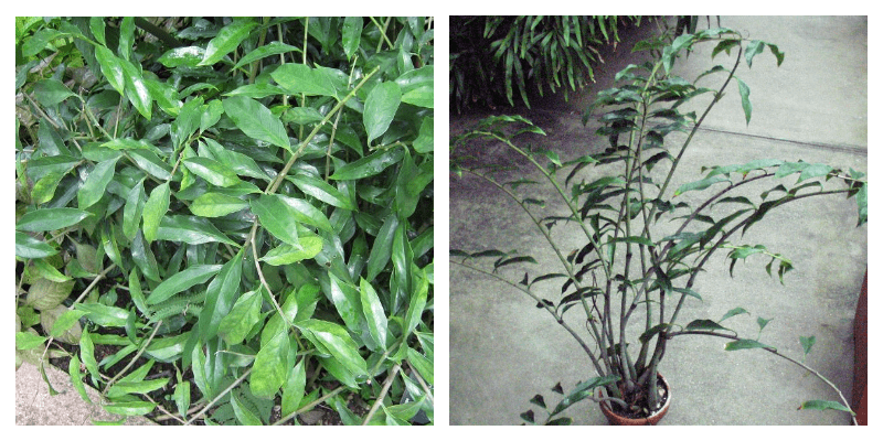 Zamioculcas lancetvormig