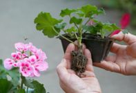 Voortplanting van geranium door stekken