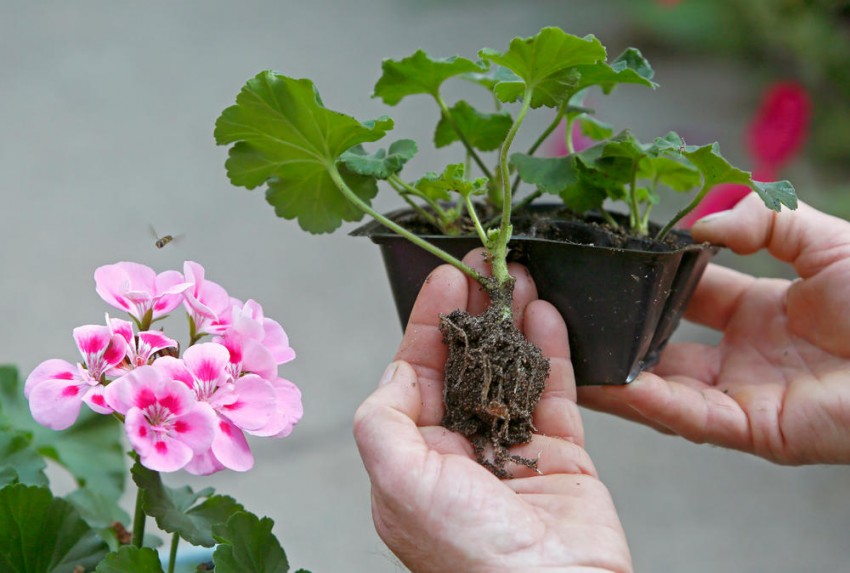 Voortplanting van geranium door stekken