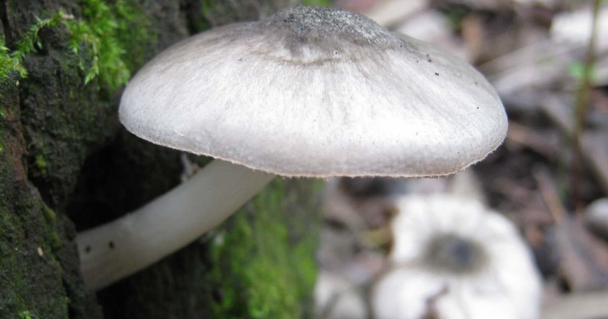 champignons