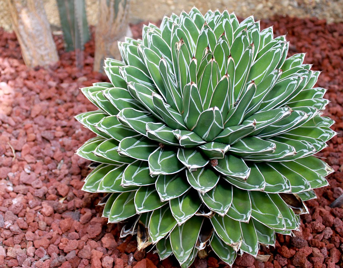 Dronning Victoria Agave