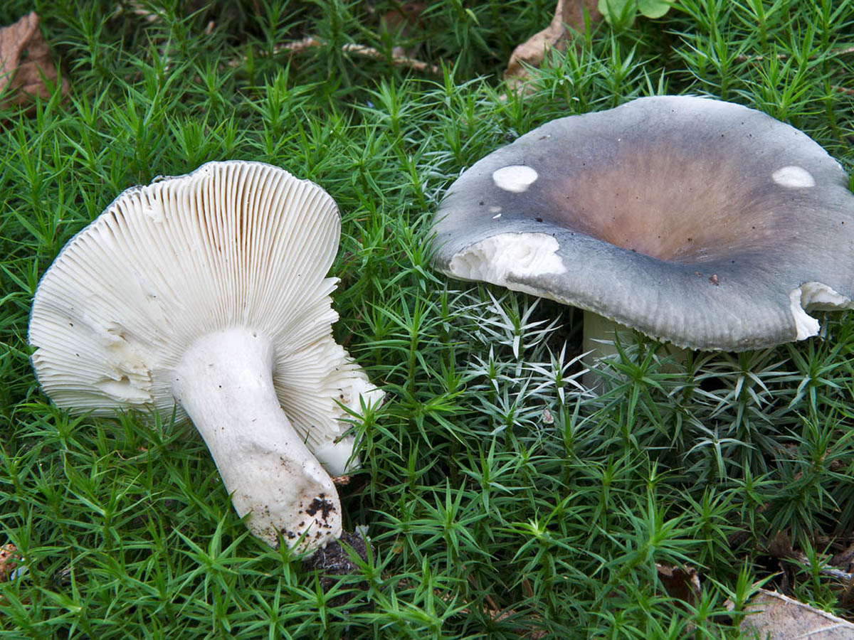 Russula fiolett-grønn