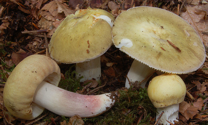 Russula violet met poten