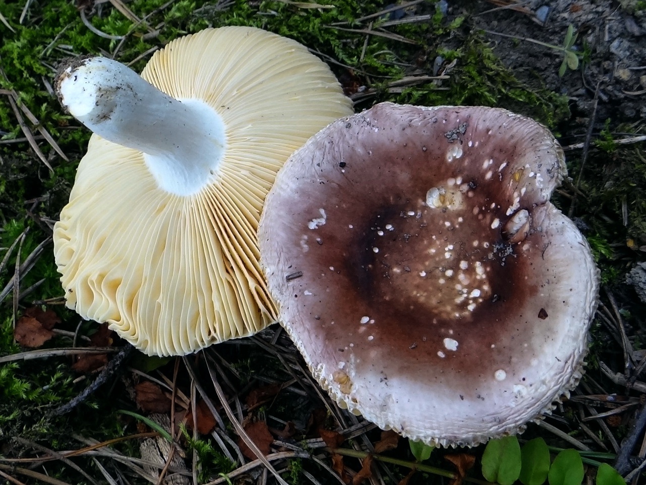 Russula brown-violet