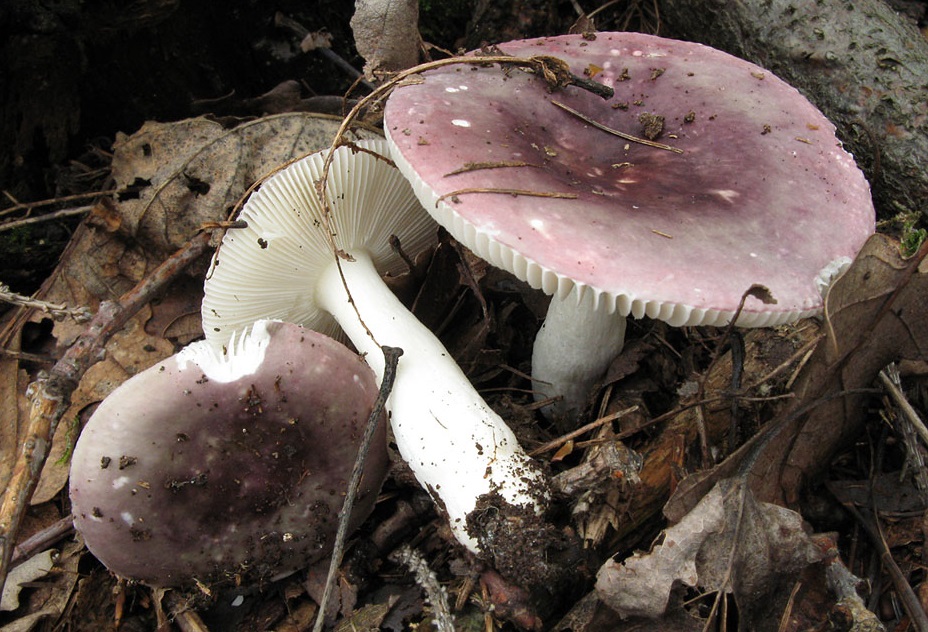 Russula broos