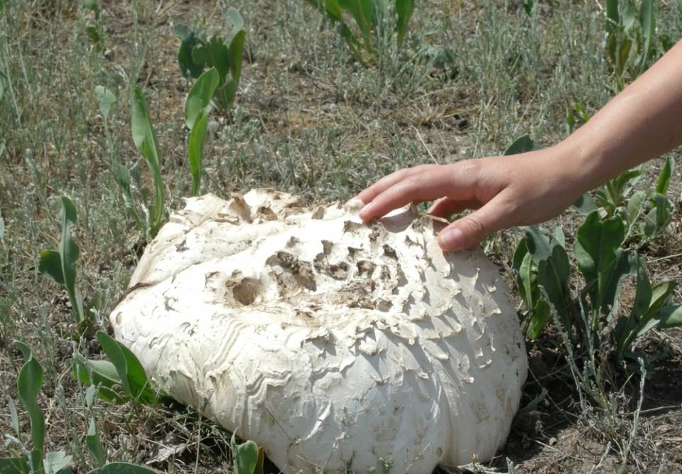 Crimean champignon