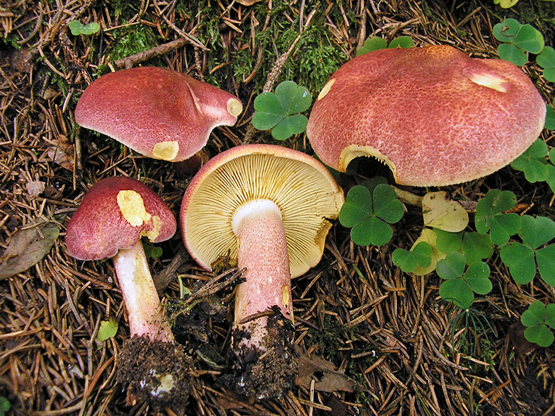 Honey agaric pine