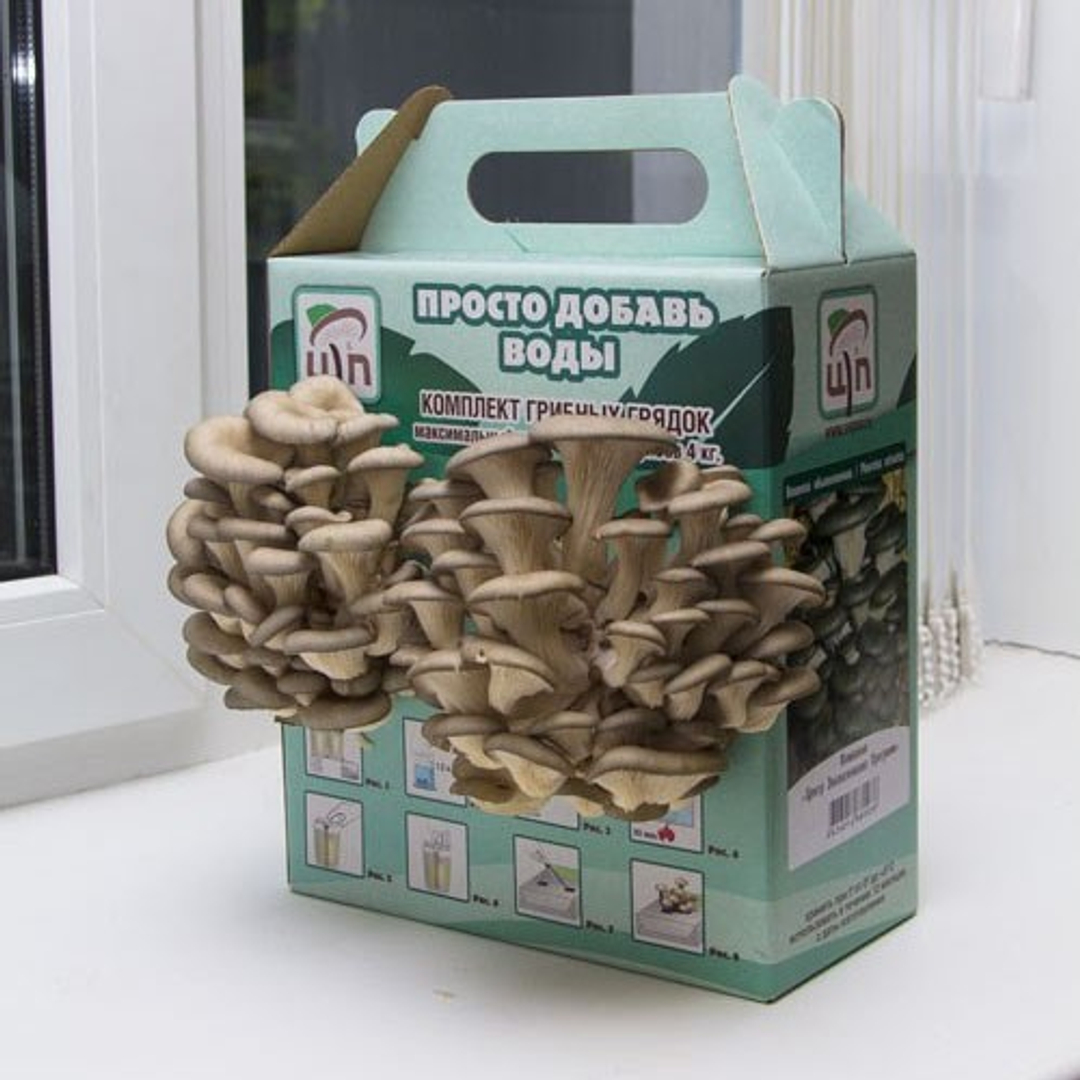 Mushroom Growing Kit