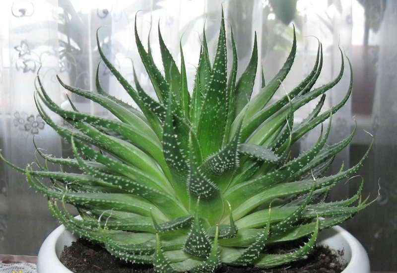 Aloe vera