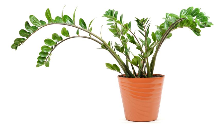 Zamioculcas