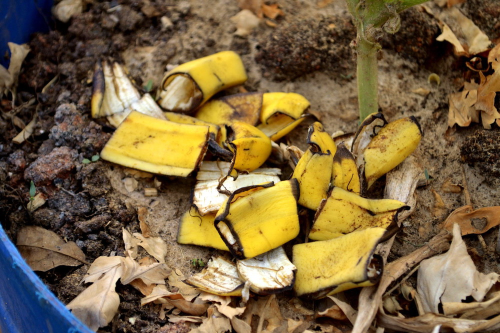 Bananenschil als meststof