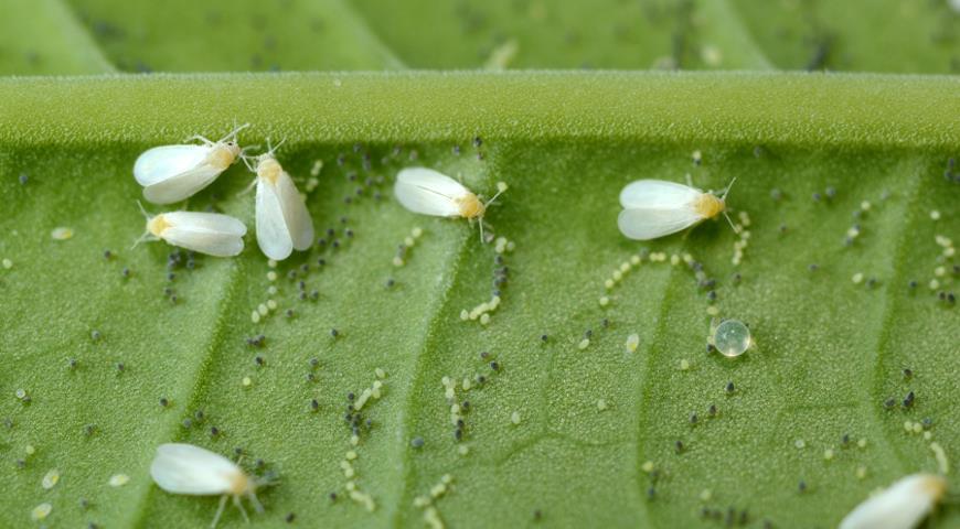 Whitefly