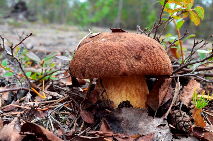 Boletus edulis furu