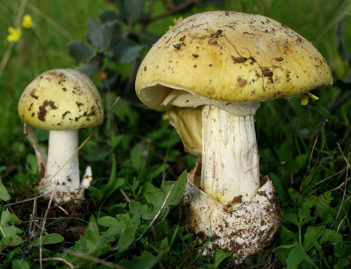 Pale toadstool