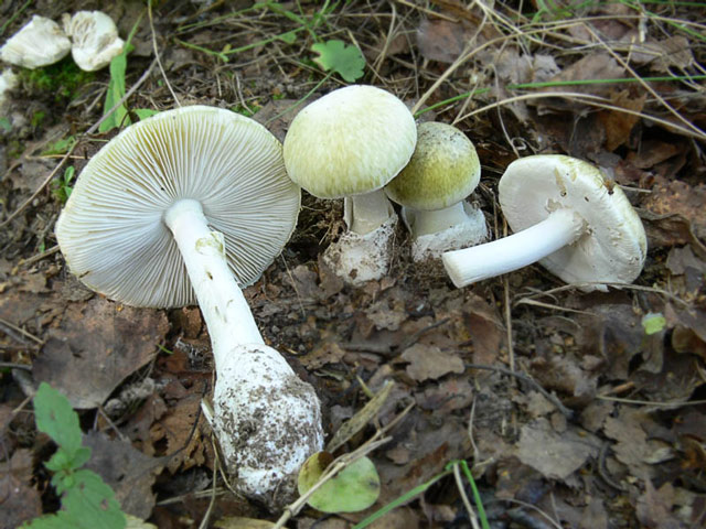 Pale toadstool