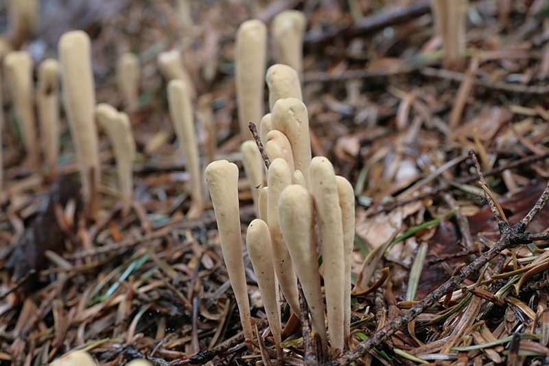 Gehoornde riet