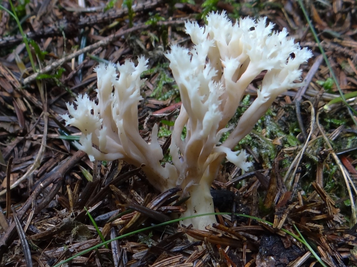 Rynkete Clavulina