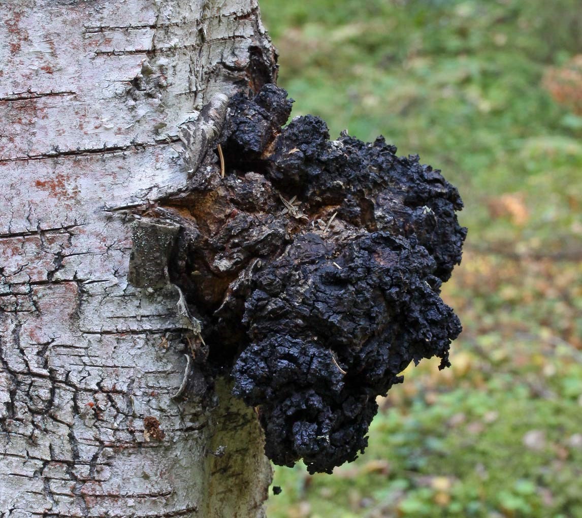 Chaga sopp