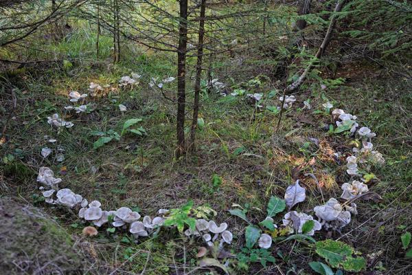 Paddenstoelen plukken regels