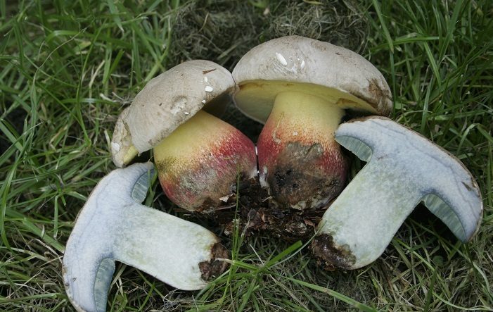 Boletus is mooi