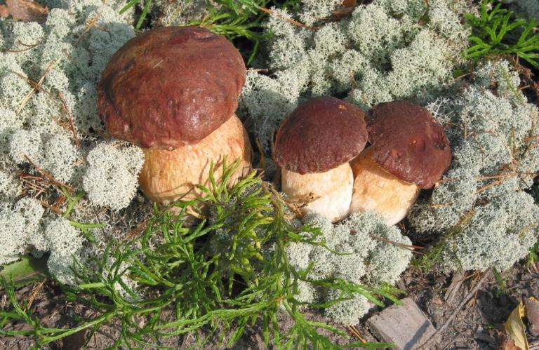 Boletus edulis pine