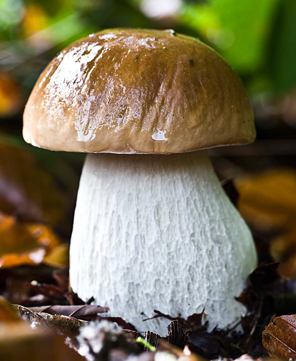 Boletus