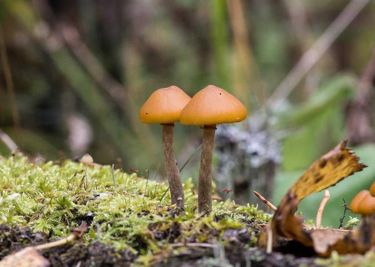 Galerina scherpte