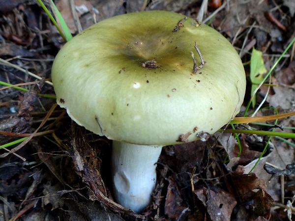 Russula is groenachtig