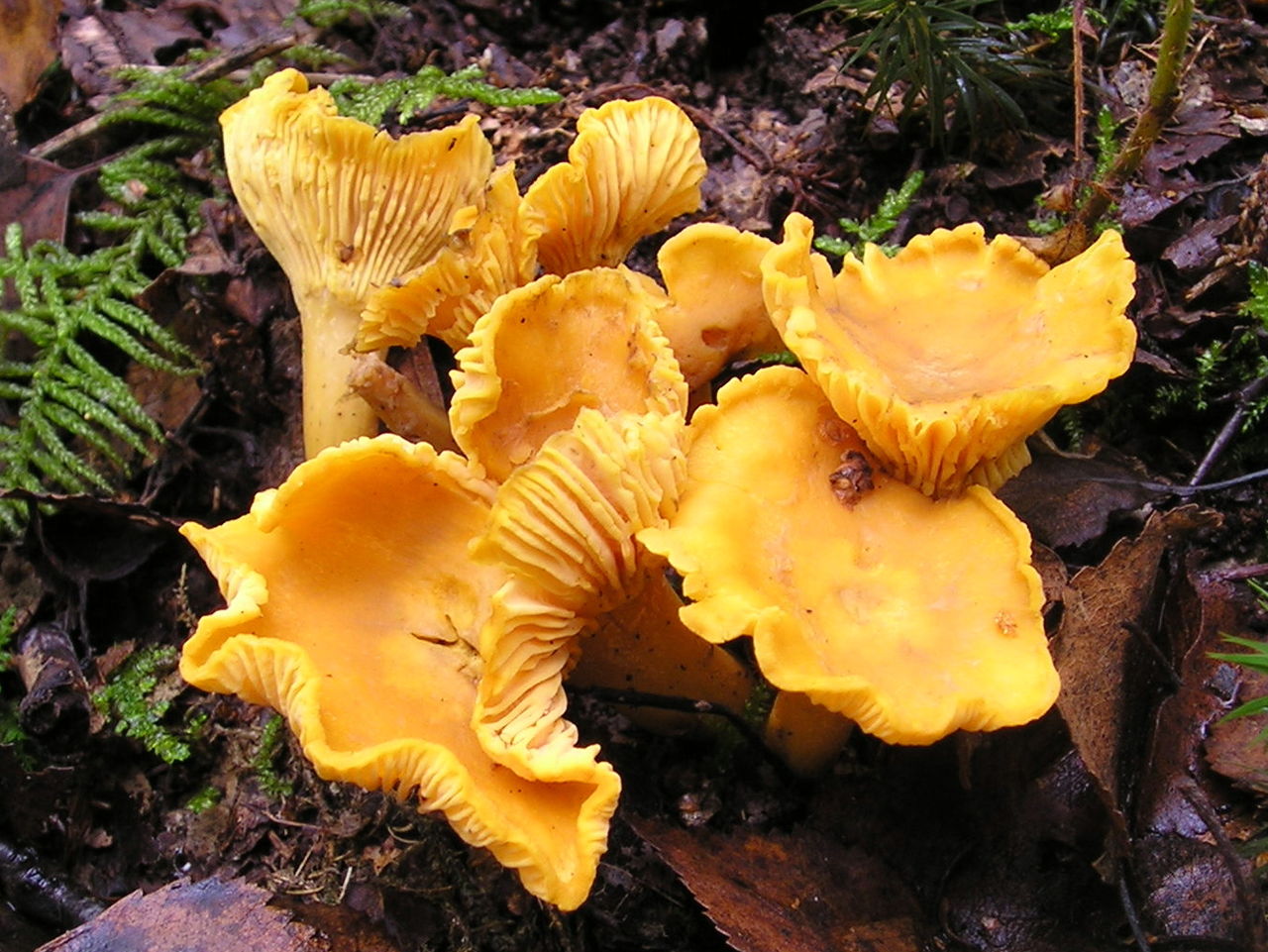 Mga totoong chanterelles