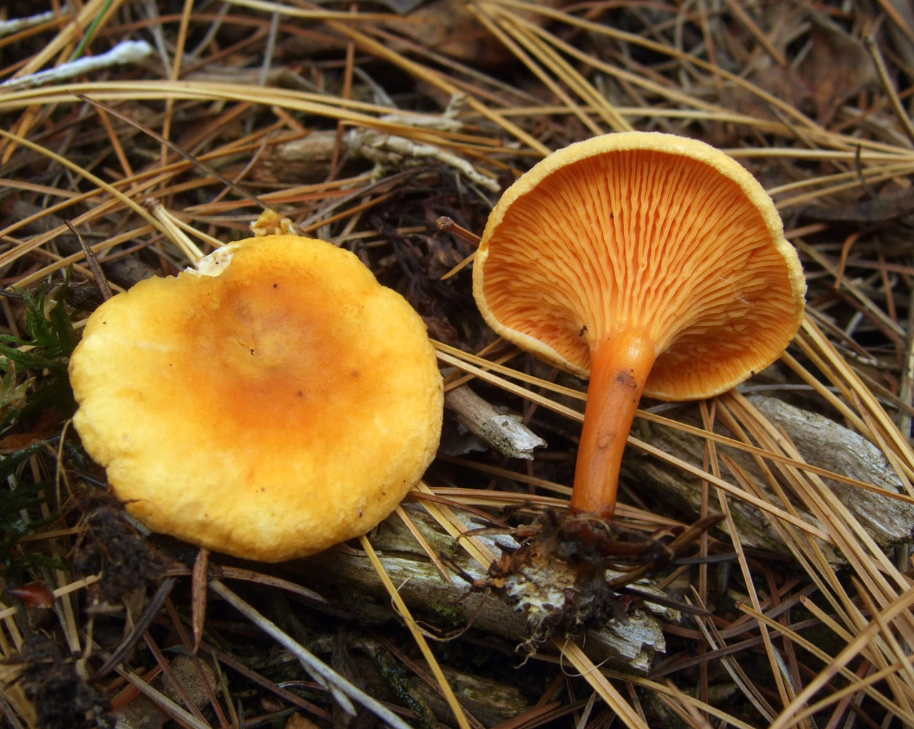 Maling chanterelles