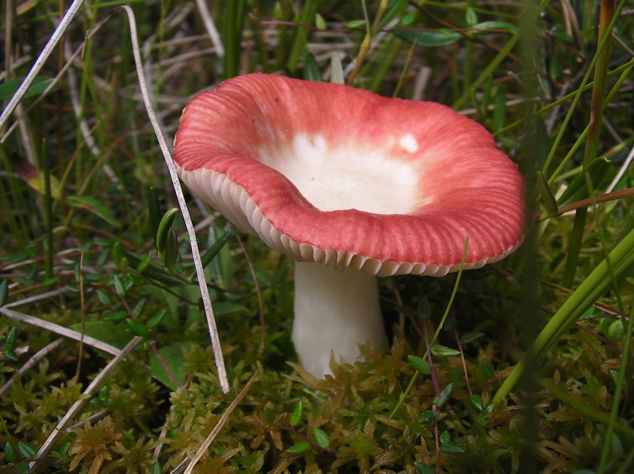 Skarp russula