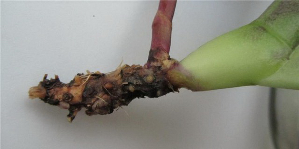 Root rot