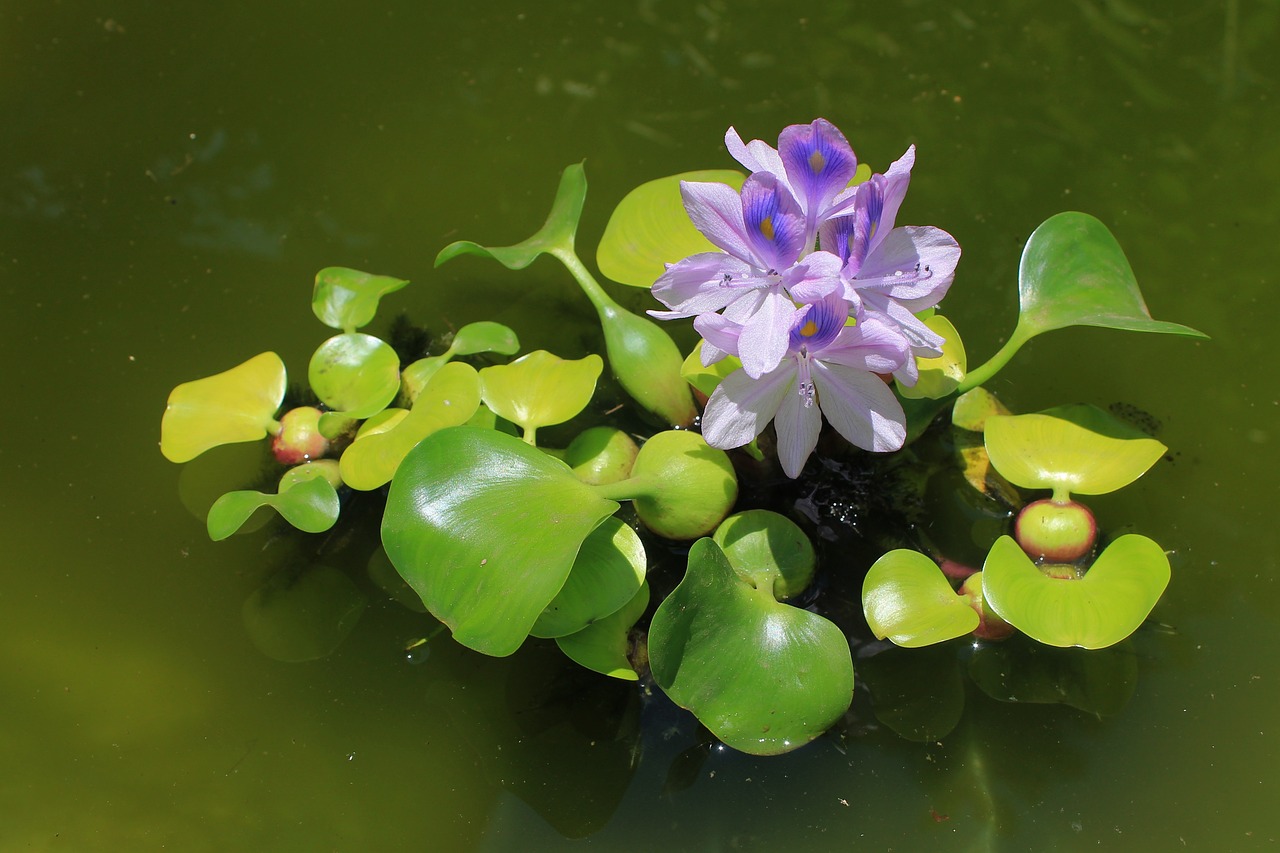 Hyacinth ng tubig