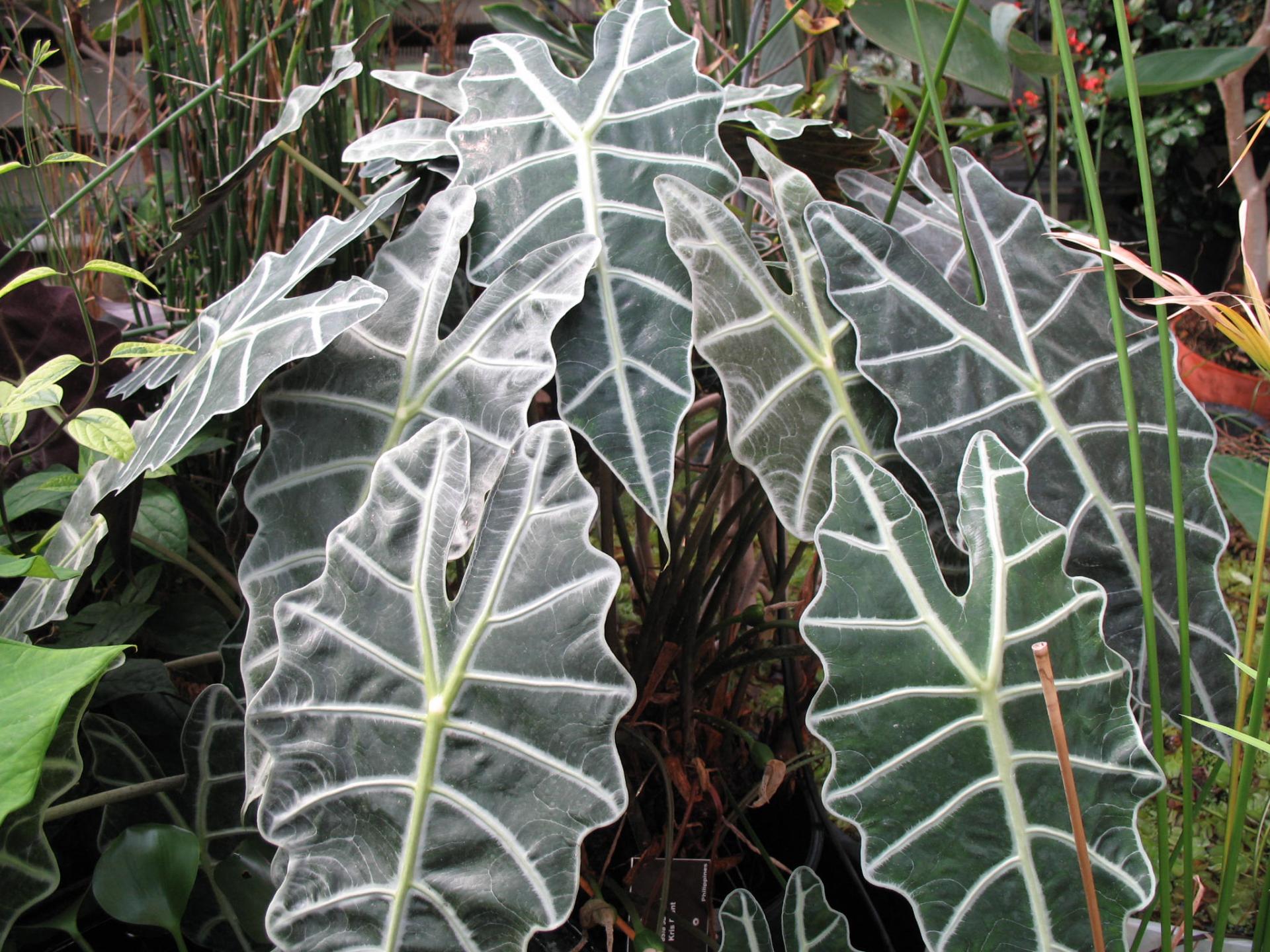 Alocasia