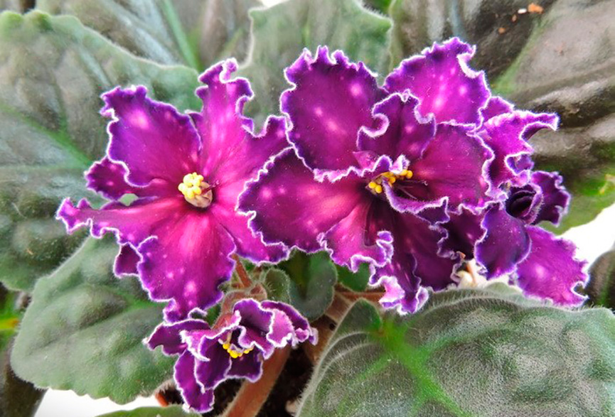 African violet