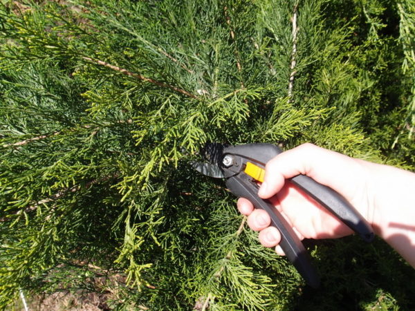 pruning ng thuja