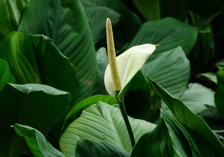 Canniferous spathiphyllum