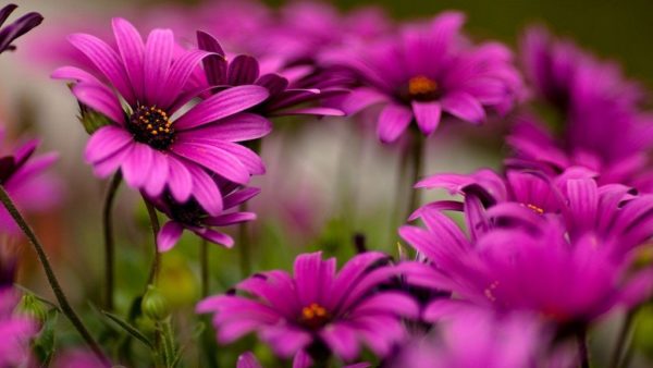 hvilke blomster å plante før vinteren