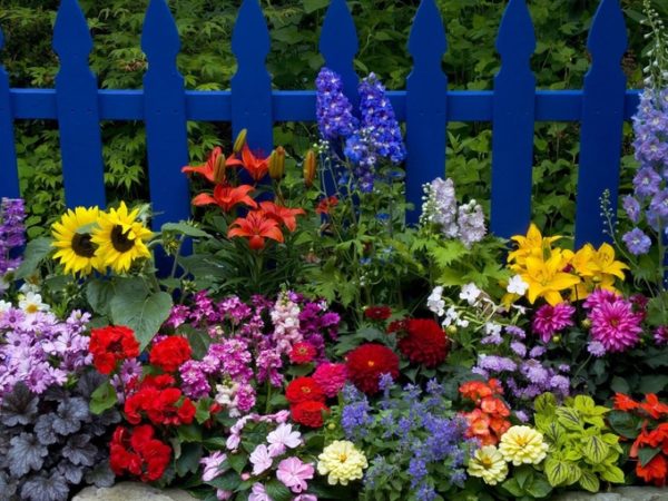 hvilke blomster å plante før vinteren