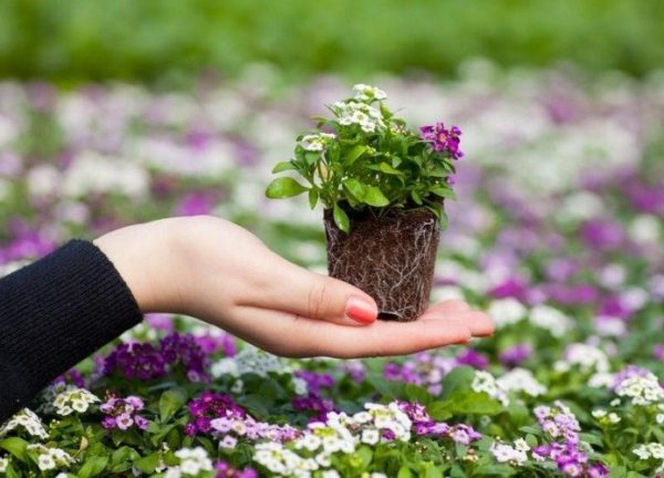 hvilke blomster å plante før vinteren