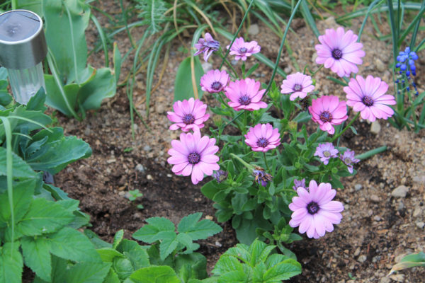 kung ano ang mga bulaklak na itatanim bago ang taglamig